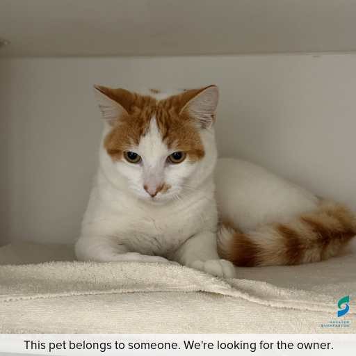 Photo of cat with ID of : C250805.