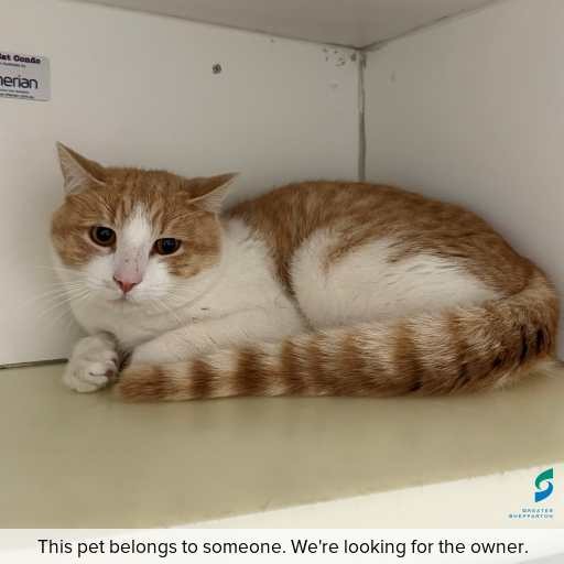 Photo of cat with ID of : C250806.