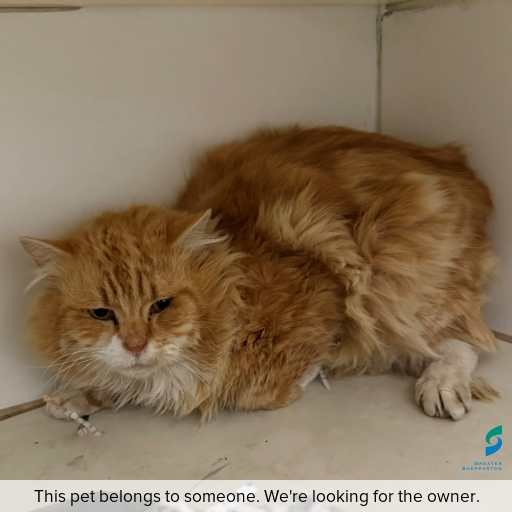Photo of cat with ID of : C250807.