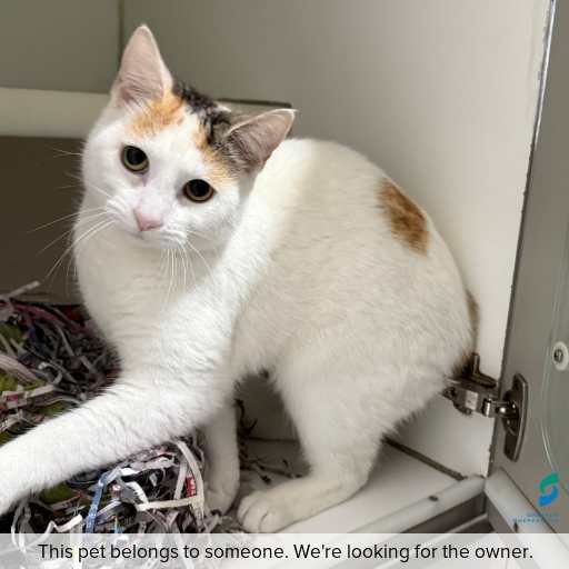 Photo of cat with ID of : C250808.
