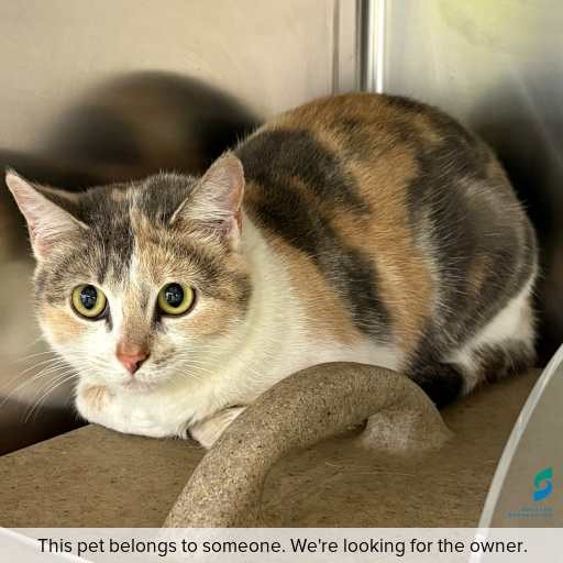 Photo of cat with ID of : C250809.