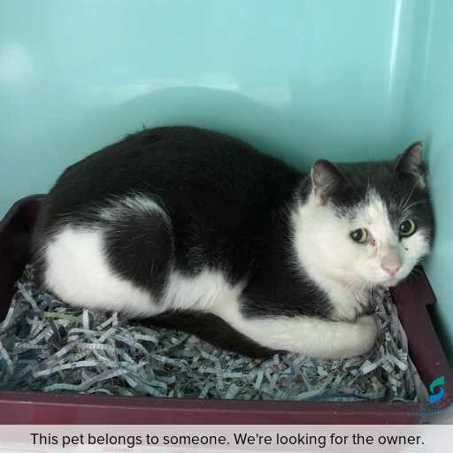 Photo of cat with ID of : C250810.