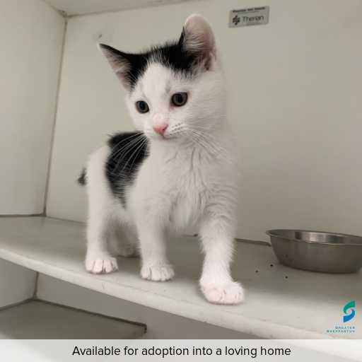 Photo of cat with ID of : C250848.