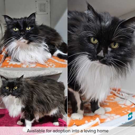 Photo of cat with ID of : C250881.