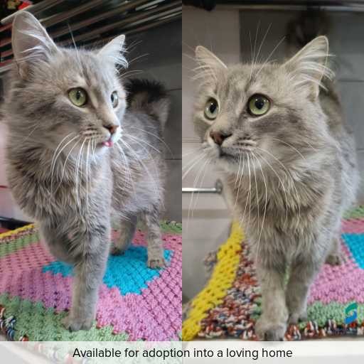ID: C250884 Photo of cat with ID of : C250884.