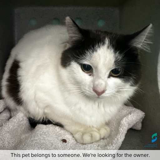 Photo of cat with ID of : C250923.