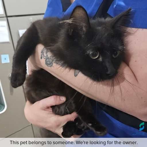 ID: C250997 Photo of cat with ID of : C250997.