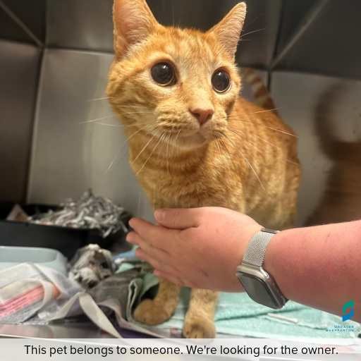 ID: C250998 Photo of cat with ID of : C250998.
