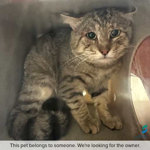ID: C251021 Photo of cat with ID of : C251021.