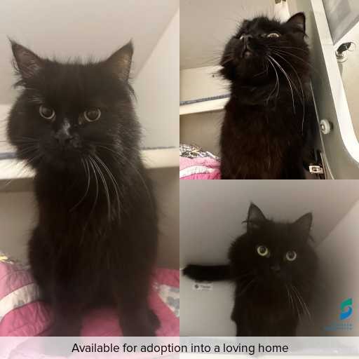 Photo of cat with ID of : C251080.