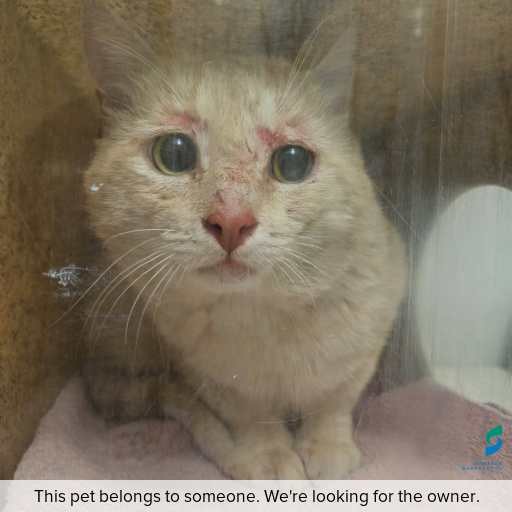 Photo of cat with ID of : C251111.