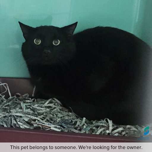 Photo of cat with ID of : C251112.