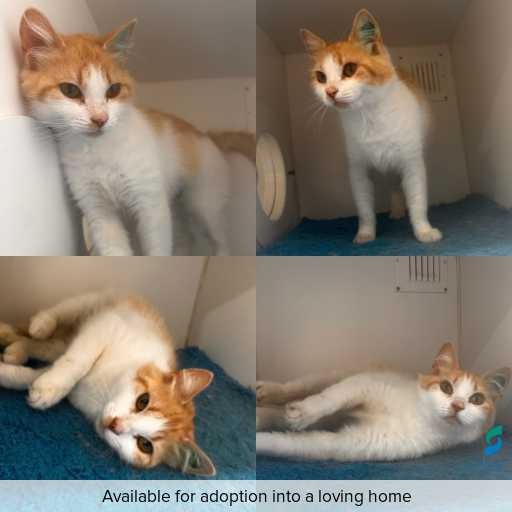 Photo of cat with ID of : C251149.