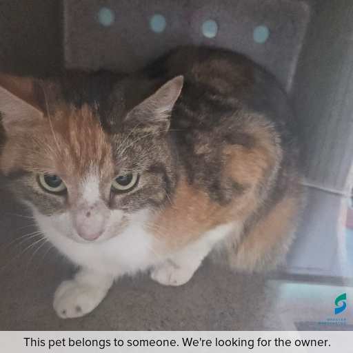 Photo of cat with ID of : C251152.