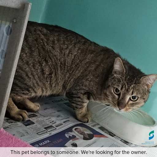 Photo of cat with ID of : C251153.