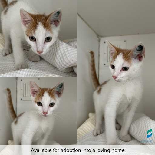 Photo of cat with ID of : C251186.