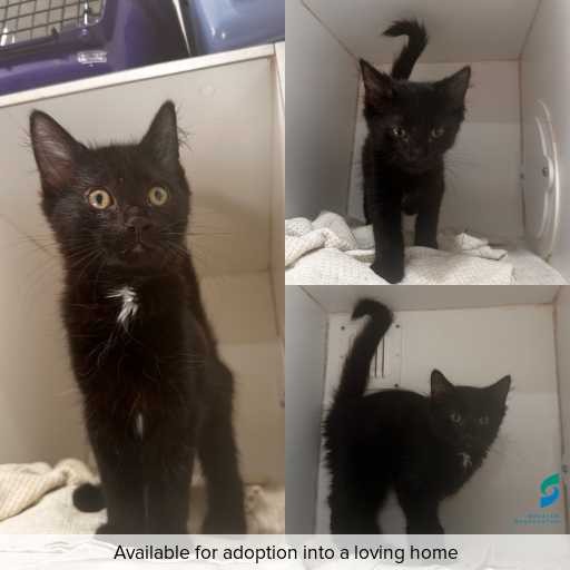 Photo of cat with ID of : C251223.