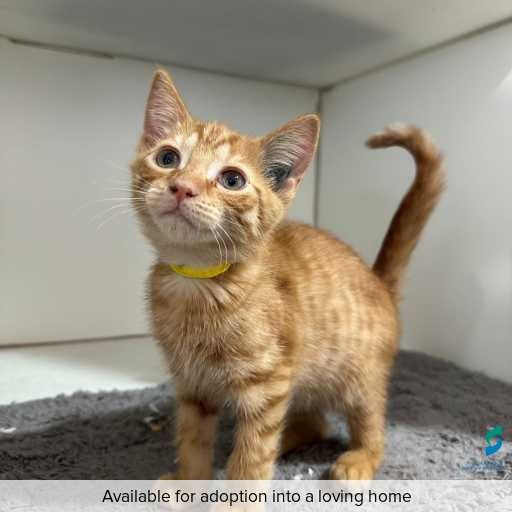 Photo of cat with ID of : C251280.