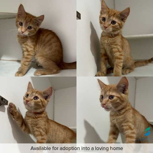 Photo of cat with ID of : C251281.