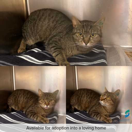 Photo of cat with ID of : C251289.