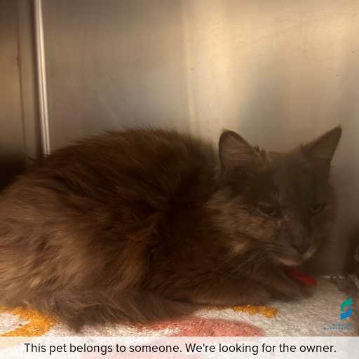 Photo of cat with ID of : C251310.