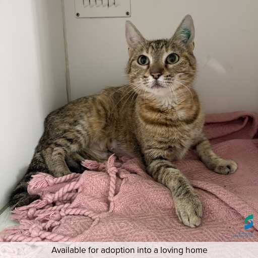 Photo of cat with ID of : C251317.