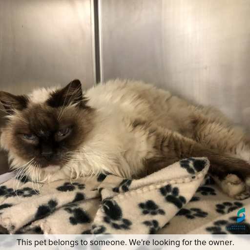 Photo of cat with ID of : C251326.