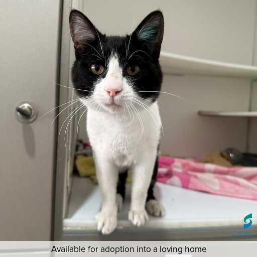 Photo of cat with ID of : C251346.