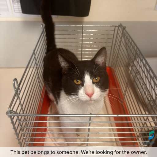 Photo of cat with ID of : C251346.