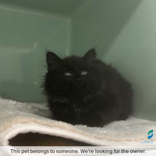 Photo of cat with ID of : C260022.