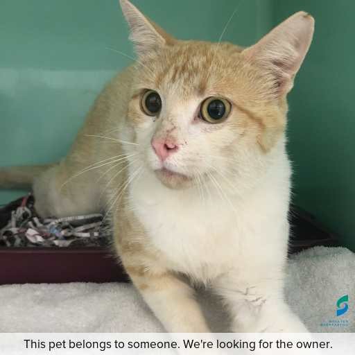 Photo of cat with ID of : C260033.