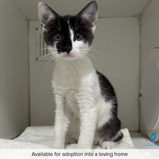 Photo of cat with ID of : C260131.