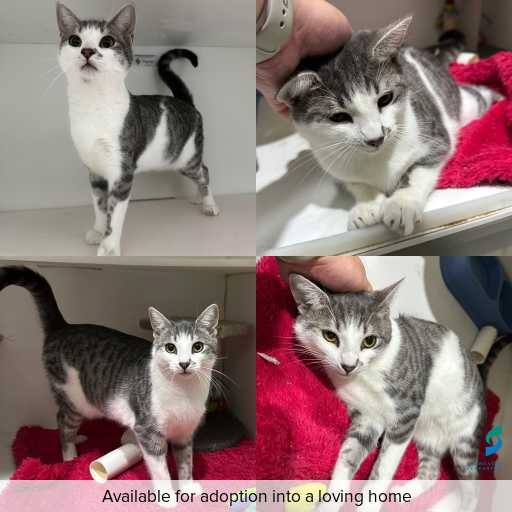 Photo of cat with ID of : C260184.