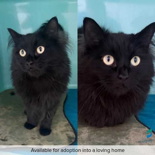 Photo of cat with ID of : C260264.