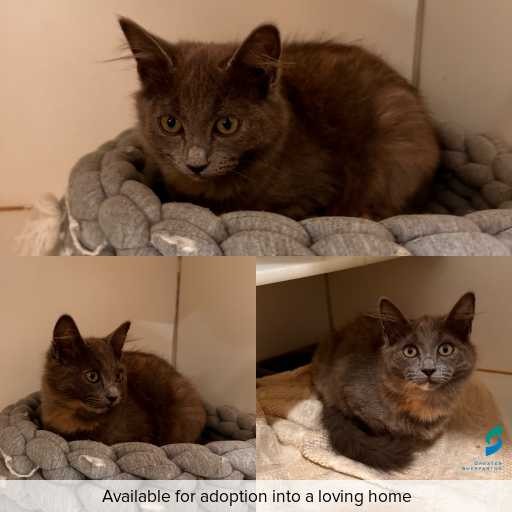 Photo of cat with ID of : C260288.