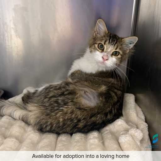 Photo of cat with ID of : C260291.