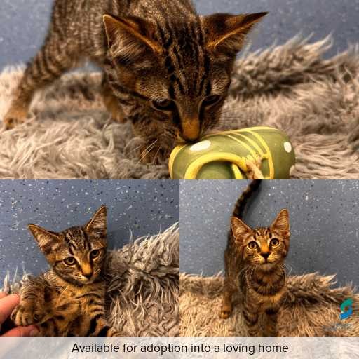 Photo of cat with ID of : C260293.