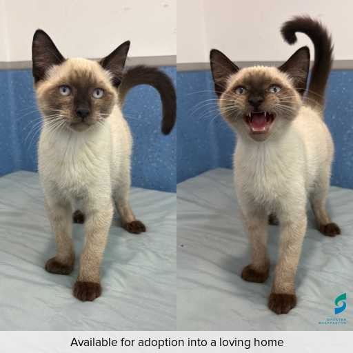 Photo of cat with ID of : C260295.