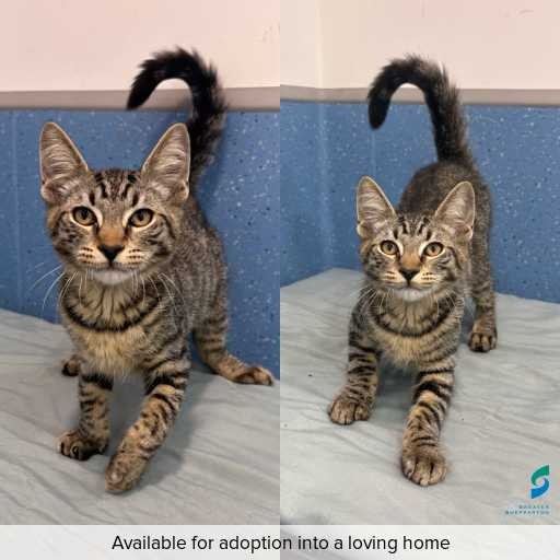 Photo of cat with ID of : C260296.