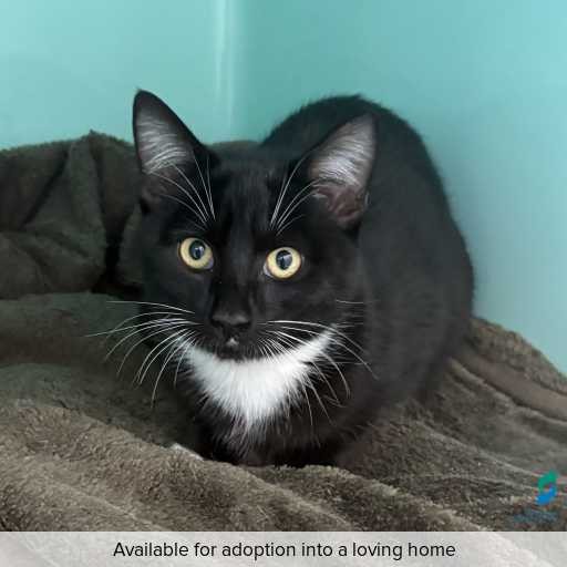 Photo of cat with ID of : C260301.