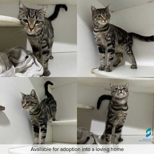 Photo of cat with ID of : C260305.