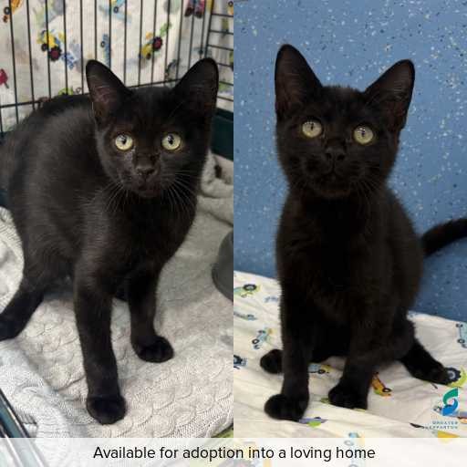 Photo of cat with ID of : C260306.