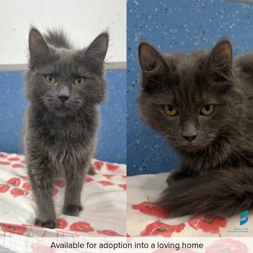 Photo of cat with ID of : C260310.