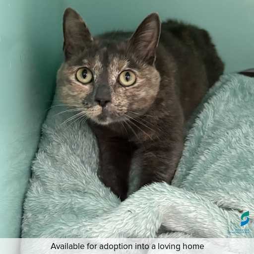 Photo of cat with ID of : C260323.