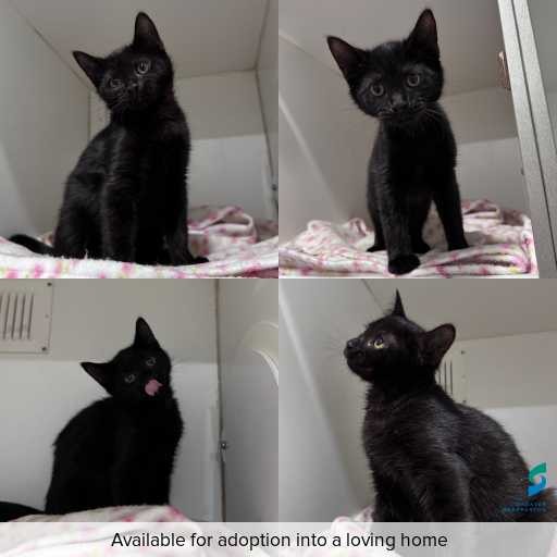 Photo of cat with ID of : C260330.