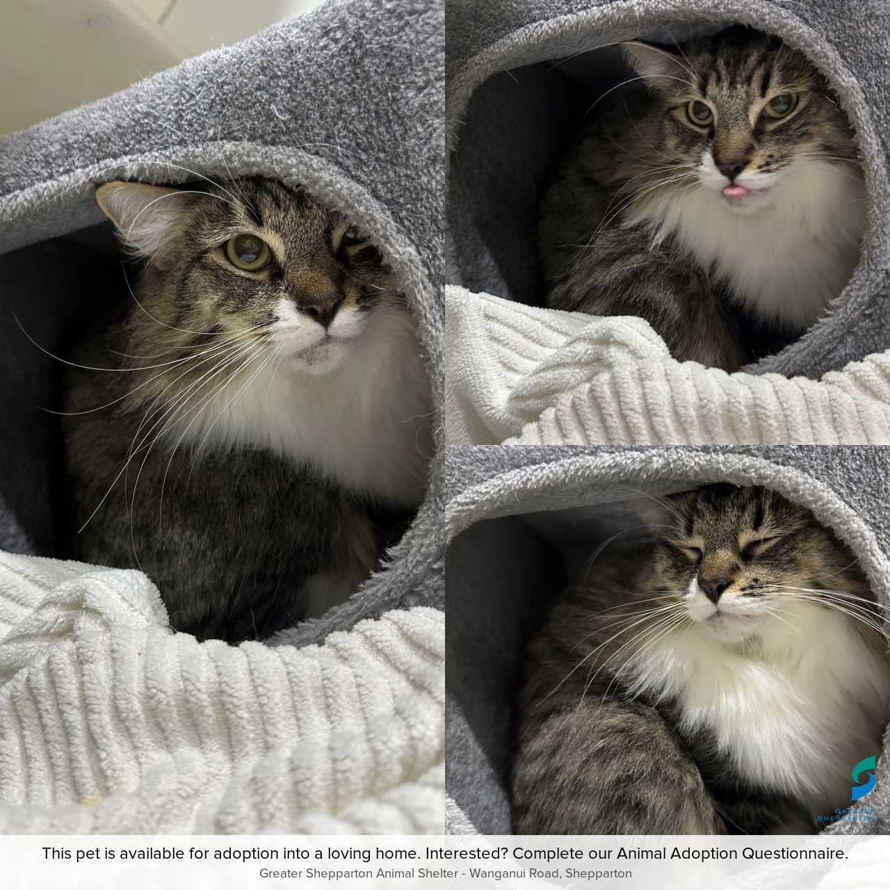 C260355 Frankie