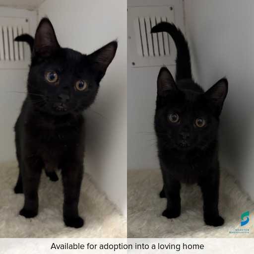 Photo of cat with ID of : C260396.