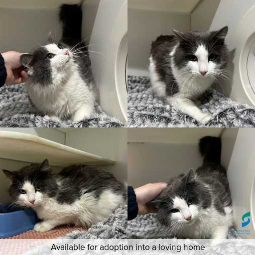 Photo of cat with ID of : C260475.