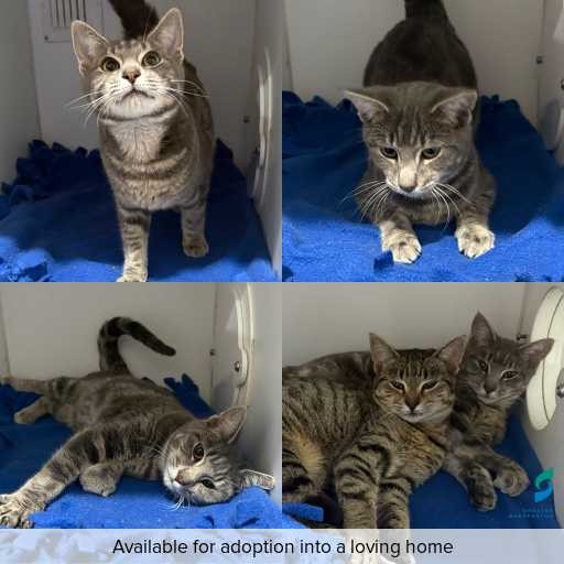 Photo of cat with ID of : C260521.