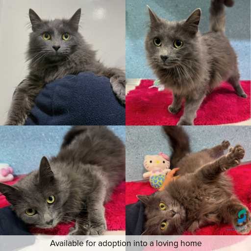 Photo of cat with ID of : C260536.